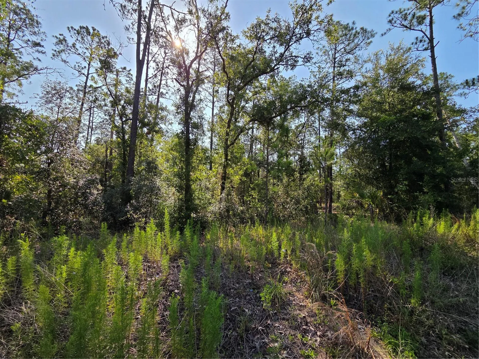 Lot 37 SW Hunter Hill Avenue Dunnellon FL 34431