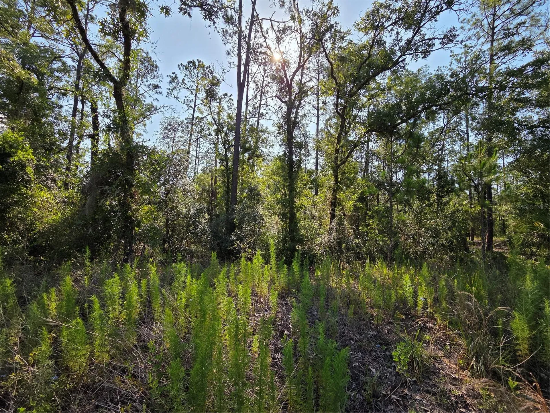 Lot 37 SW Hunter Hill Avenue Dunnellon FL 34431