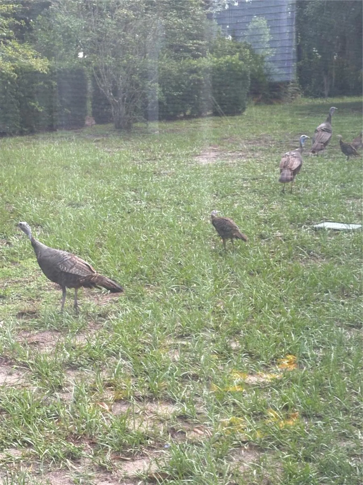8795 SW 108th Street Ocala FL 34481