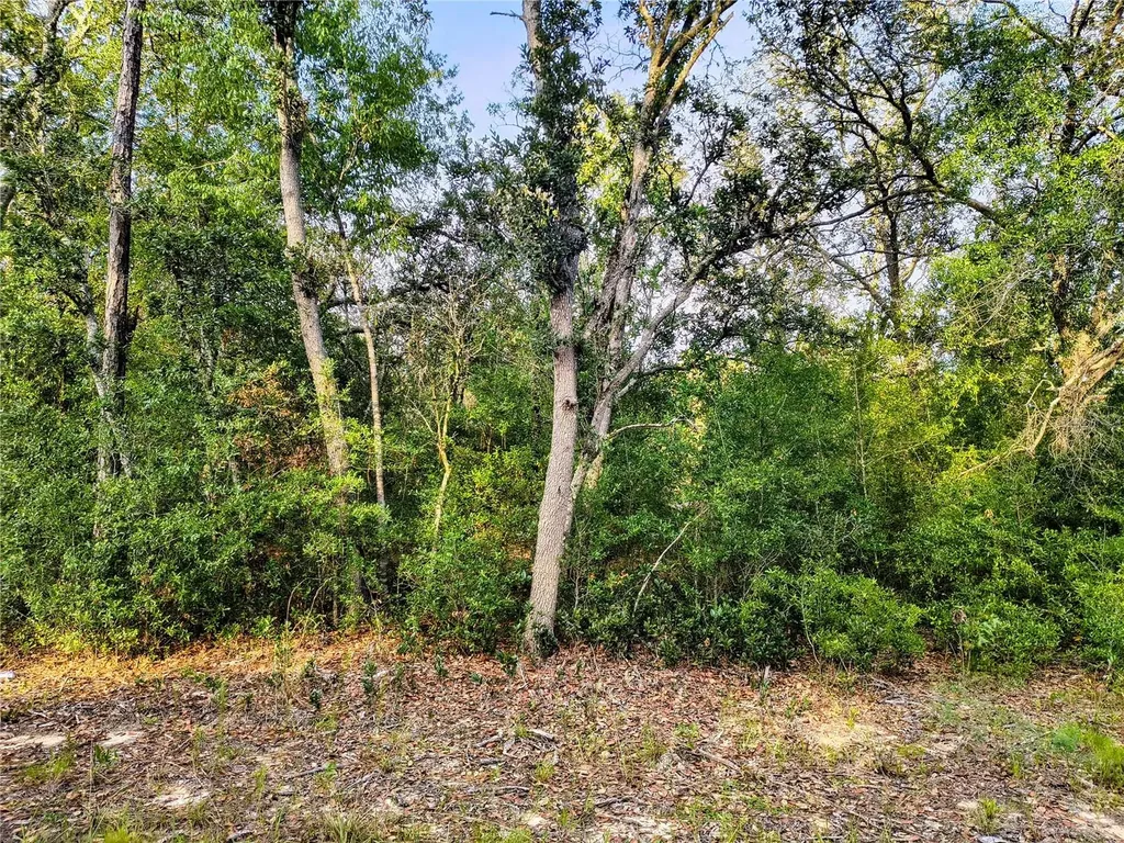 8821 NE 97th Court Bronson FL 32621