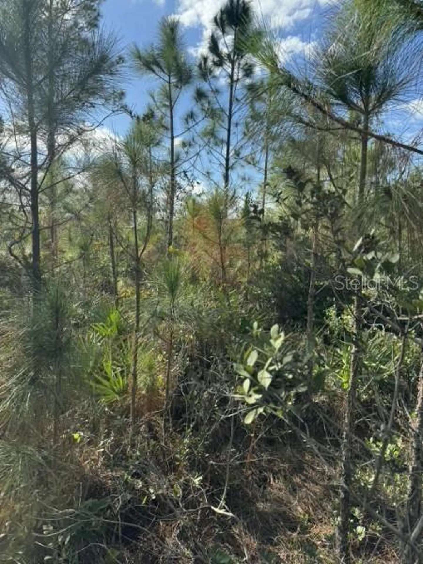 Tbd Frostproof FL 33843