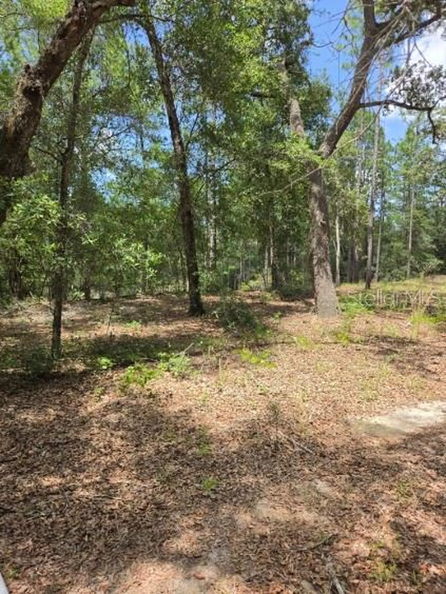 8355 N Orton Way Dunnellon FL 34434