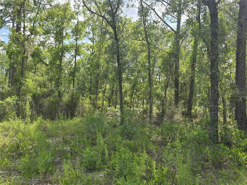 00 NE 121st Avenue Williston FL 32696