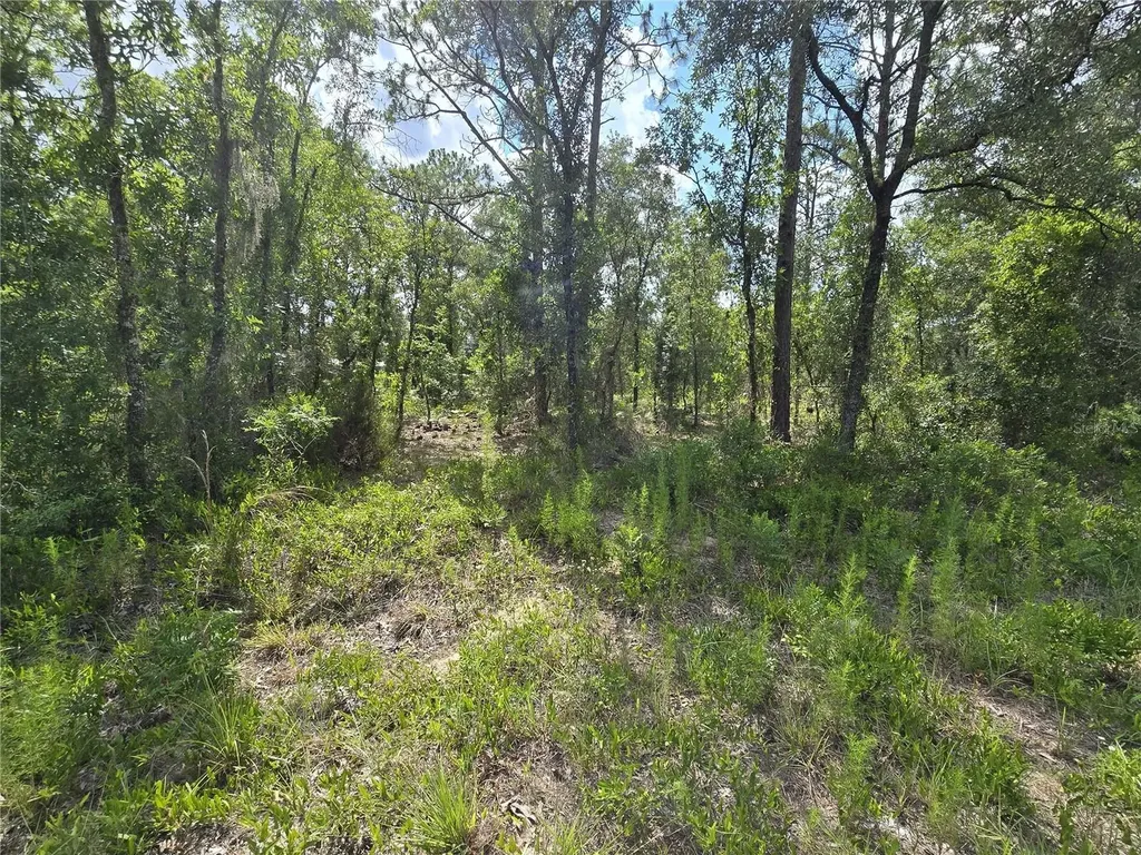 00 NE 121st Avenue Williston FL 32696