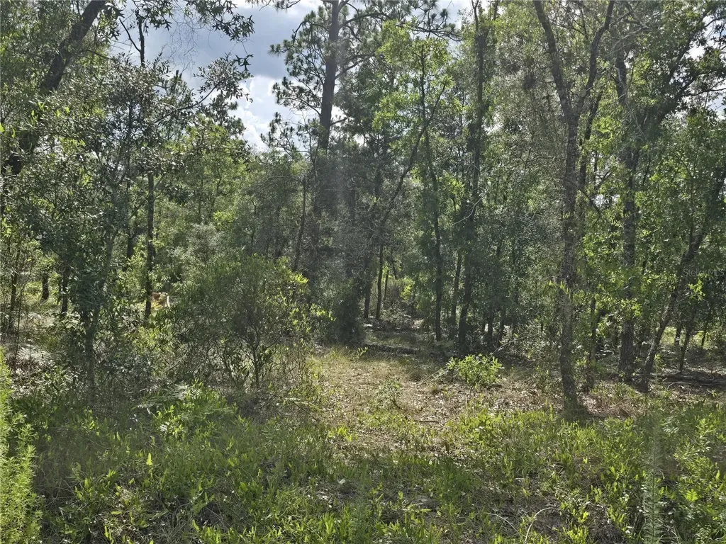 00 NE 121st Avenue Williston FL 32696