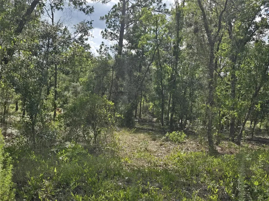 00 NE 121st Avenue Williston FL 32696