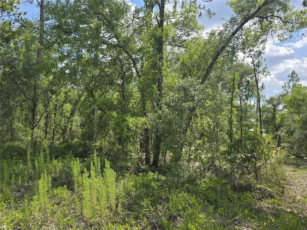 00 NE 121st Avenue Williston FL 32696