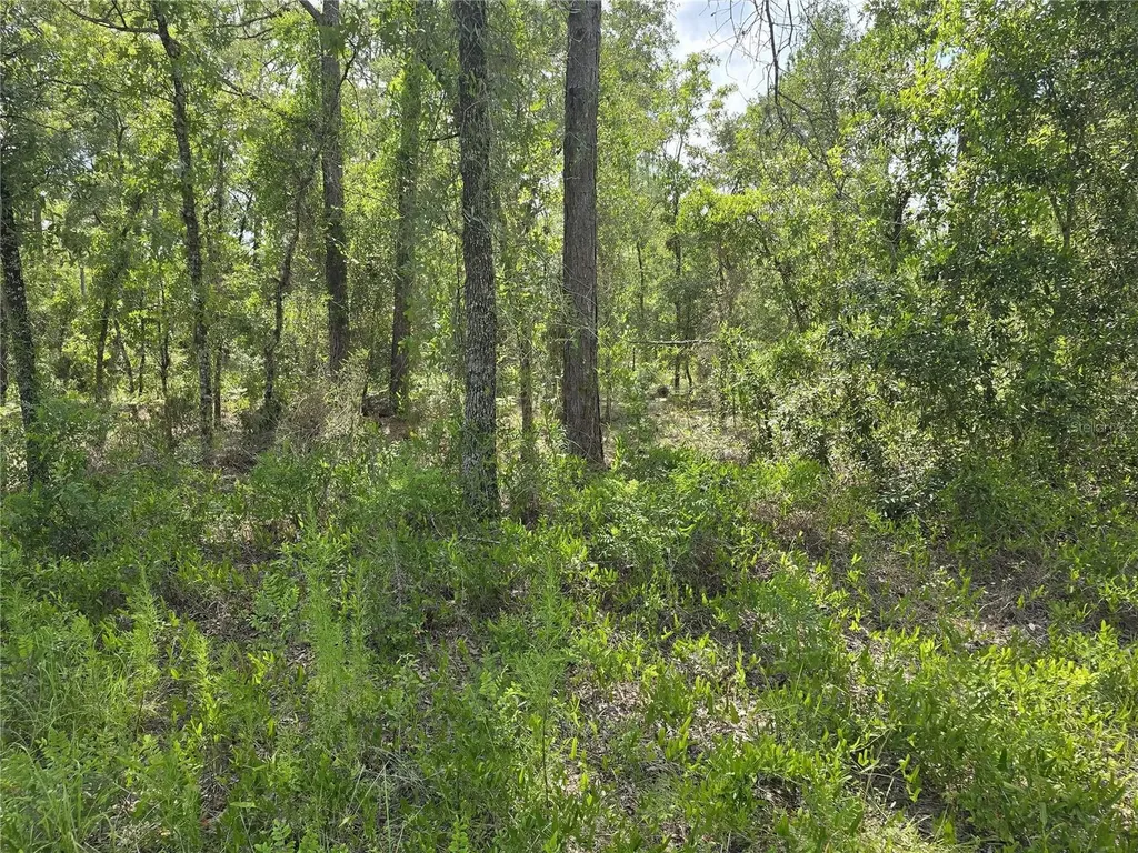 00 NE 121st Avenue Williston FL 32696