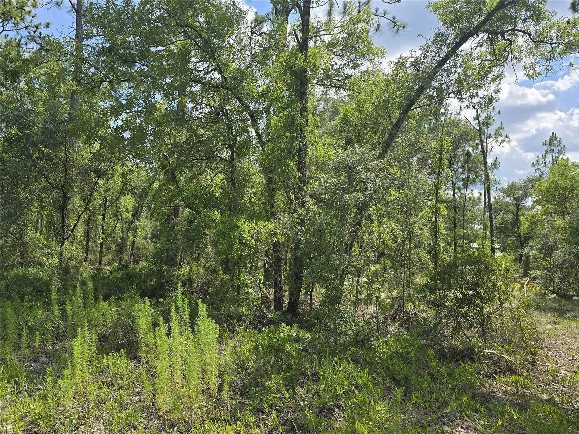 00 NE 121st Avenue Williston FL 32696