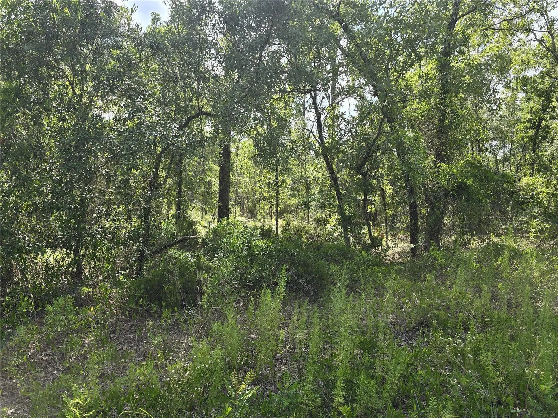 00 NE 121st Avenue Williston FL 32696