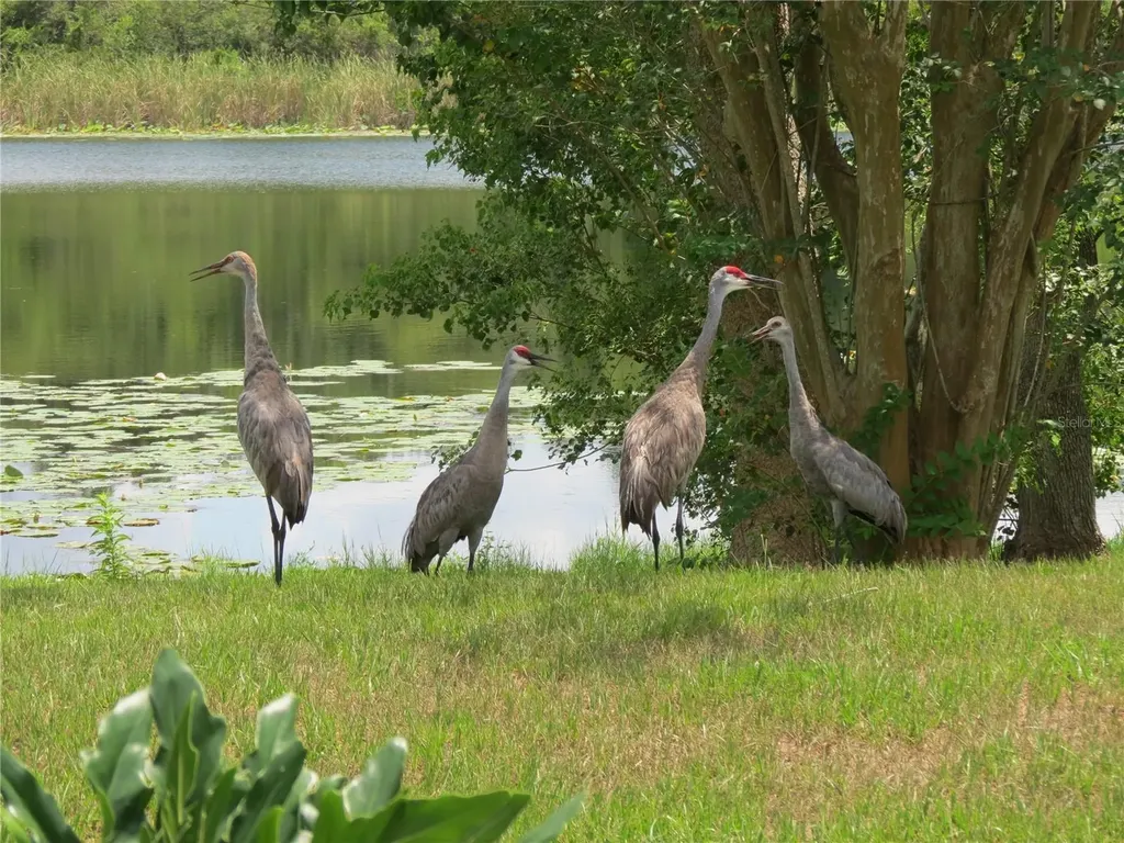 1224 Lake Blue Circle Apopka FL 32703