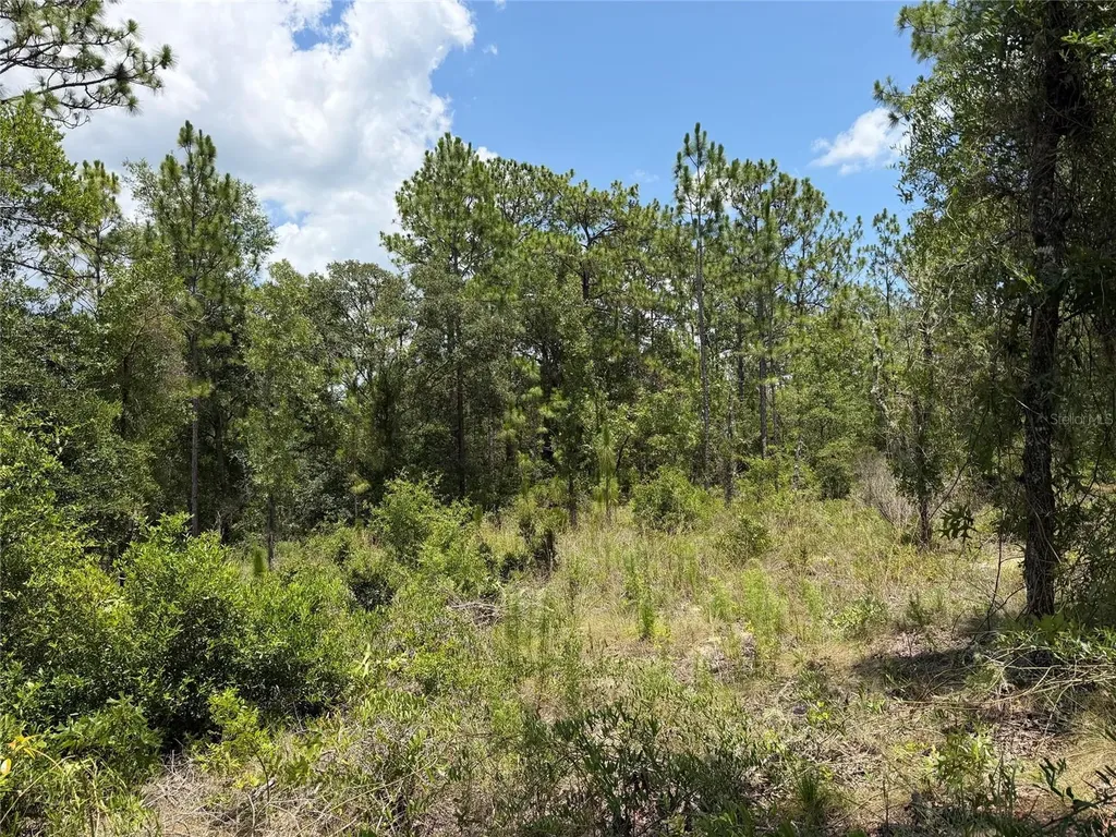 00 NE 65th Terrace Williston FL 32696