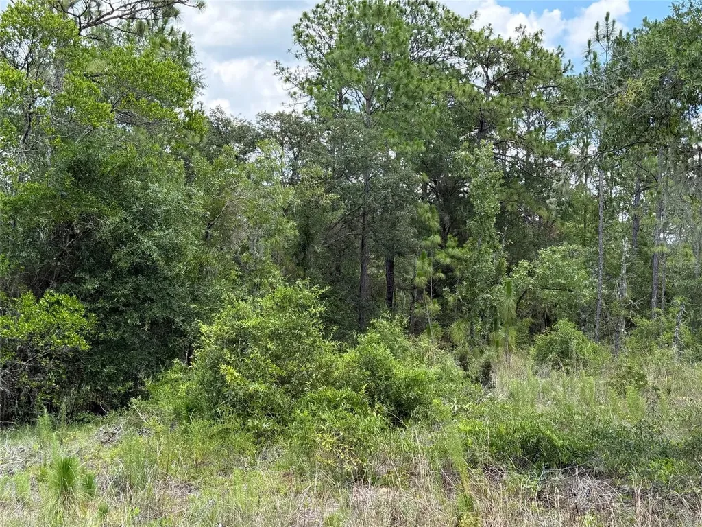 00 NE 65th Terrace Williston FL 32696