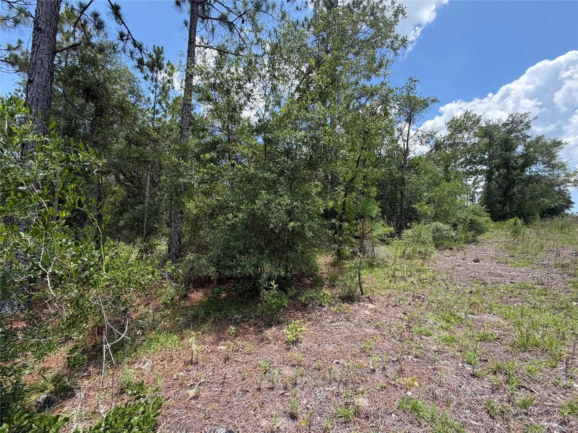 00 NE 65th Terrace Williston FL 32696
