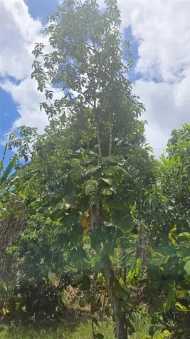 181 Km 11 Trujillo Alto PR 00976