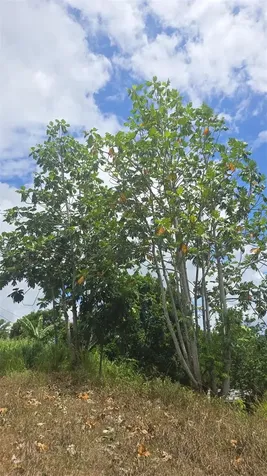 181 Km 11 Trujillo Alto PR 00976