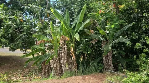 181 Km 11 Trujillo Alto PR 00976