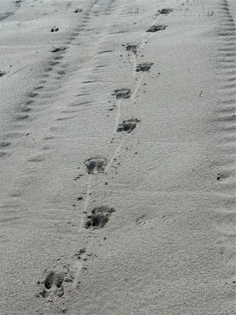 Holopaw Groves Road St Cloud FL 34773