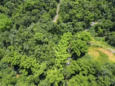 Carretera 124 Km 1.3 Bo. Buena Vista Las Marias PR 00670