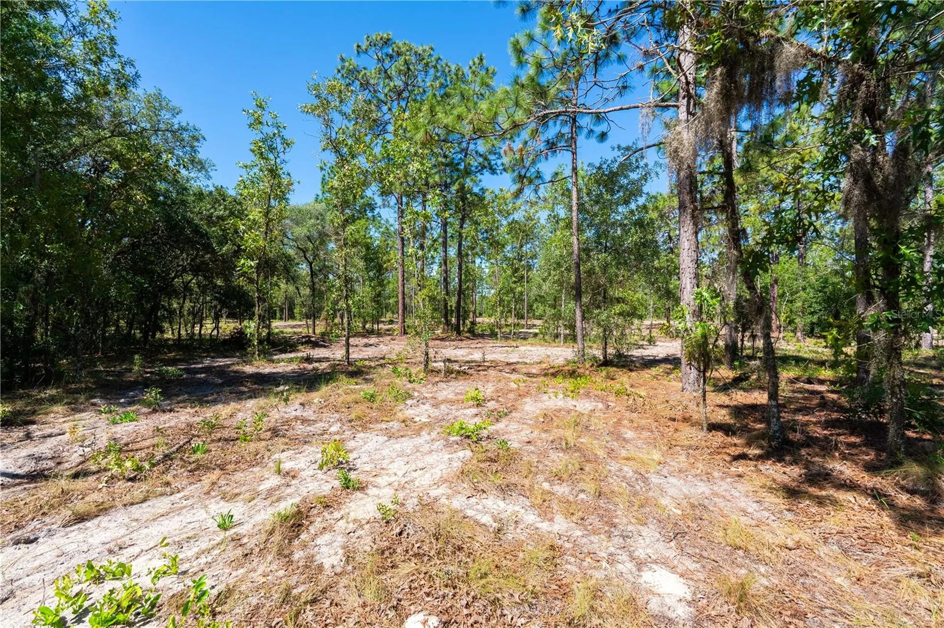 12691 SE 80th Street Morriston FL 32668