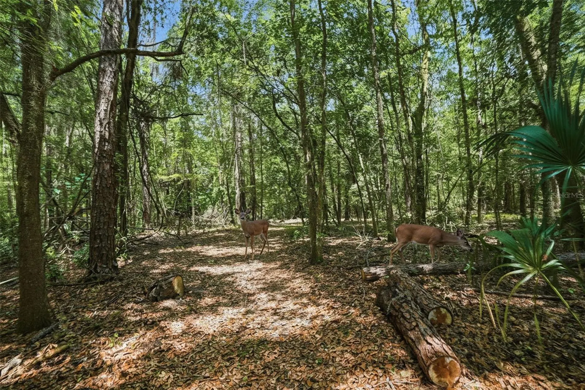 24050 Winding Creek Drive Brooksville FL 34601