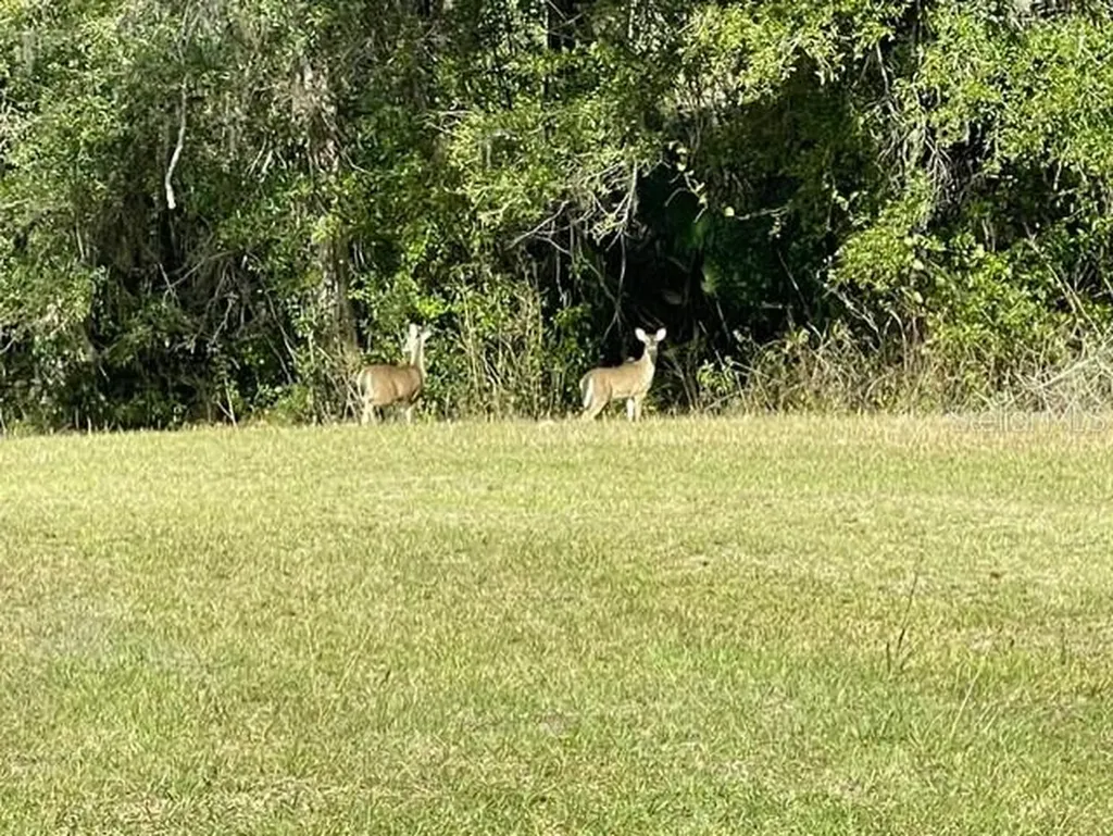21800 SW 15th Avenue Newberry FL 32669