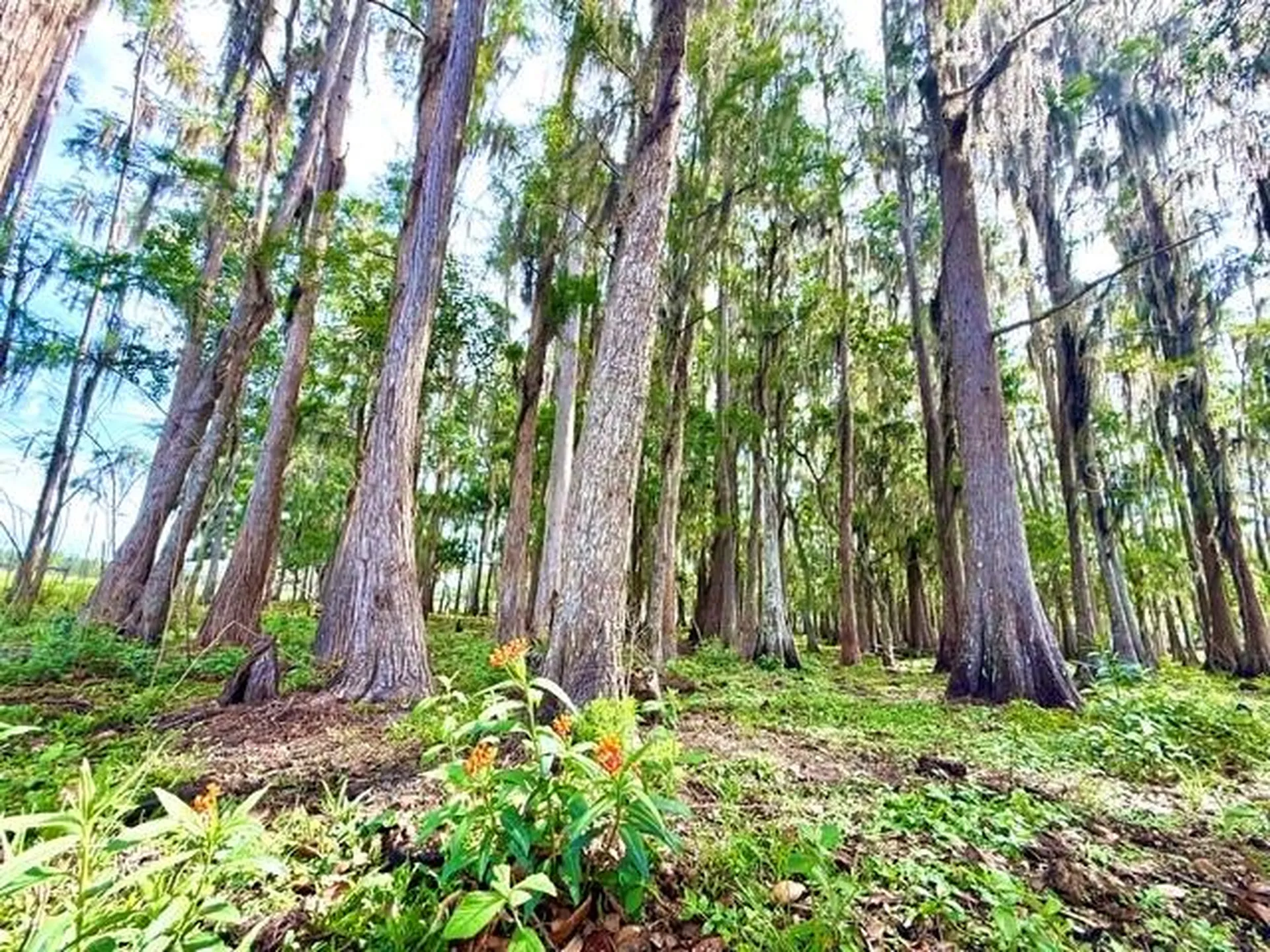 8206 Back Road Plant City FL 33565