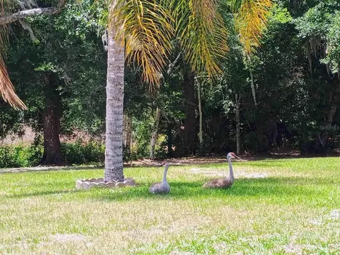2401 Tangerine Hill Court Lutz FL 33549