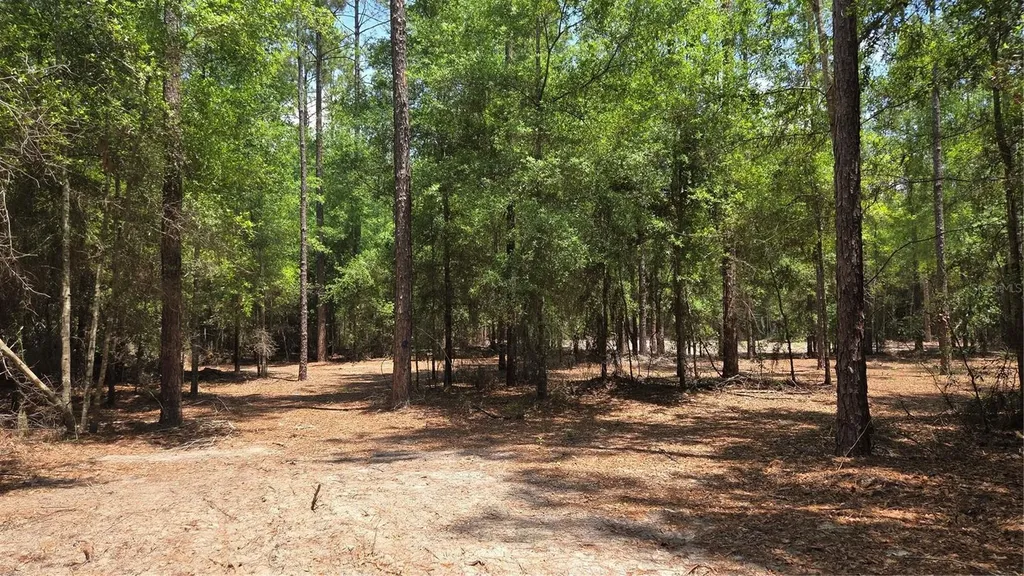 SW 61st Place Newberry FL 32669