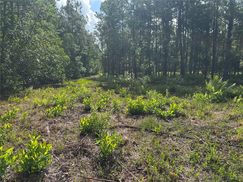0 N Us Highway 17 Seville FL 32190