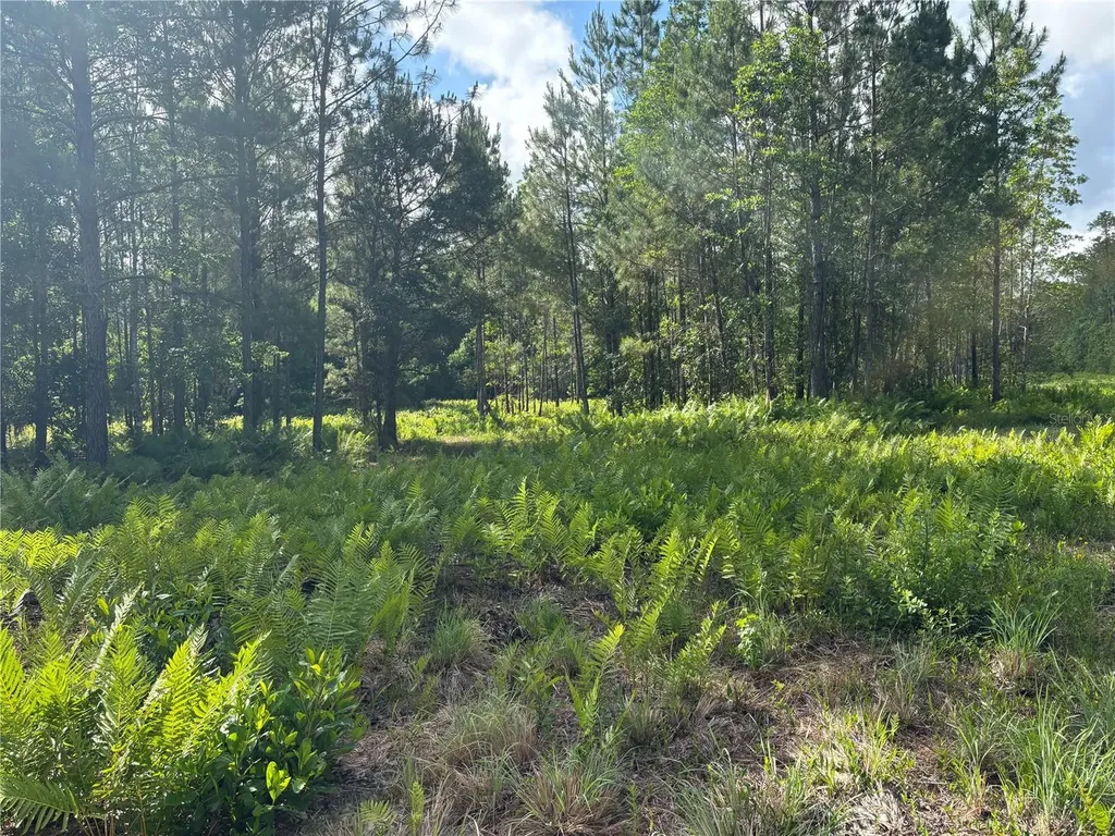 0 N Us Highway 17 Seville FL 32190
