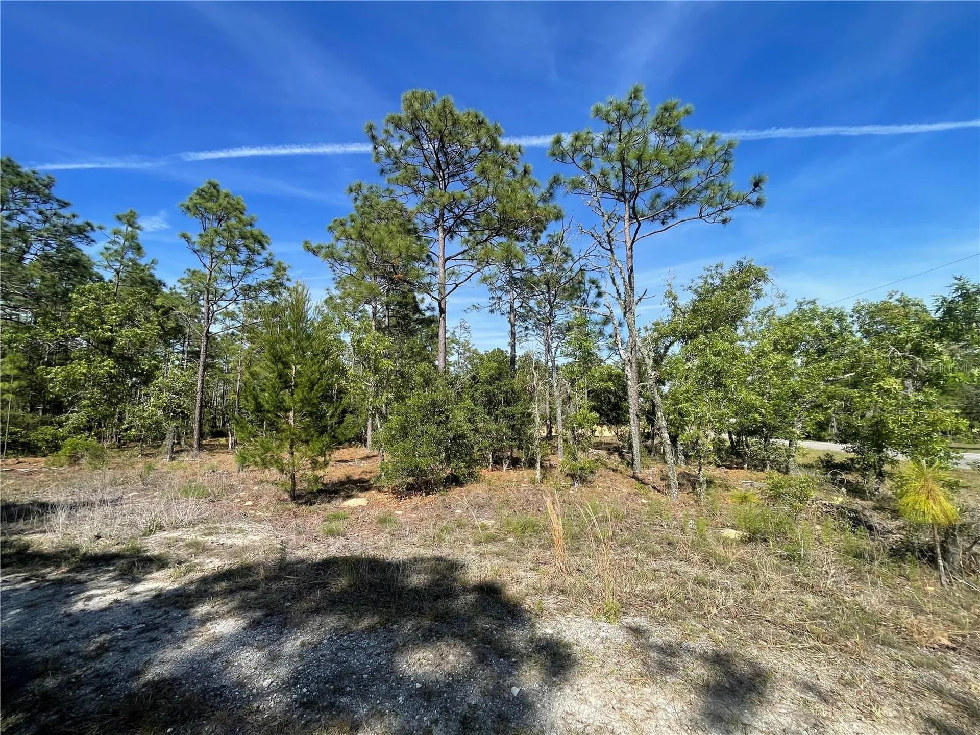 NE 7th Place Williston FL 32696