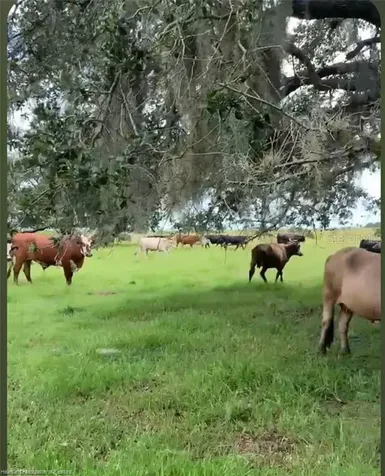 320 Grigsby Road Venus FL 33960