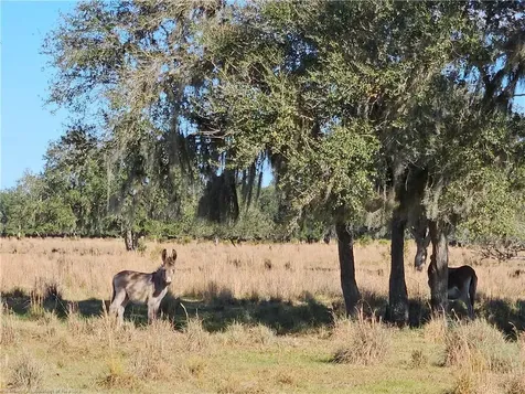 320 Grigsby Road Venus FL 33960