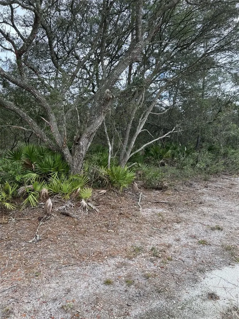 0 NE 144 Court Fort Mc Coy FL 32134