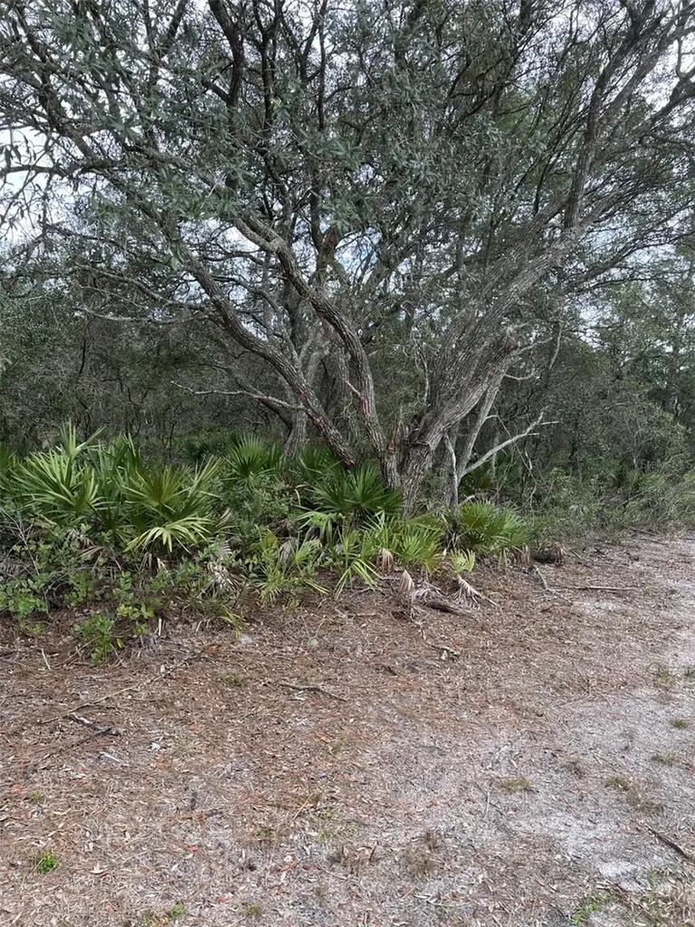0 NE 144 Court Fort Mc Coy FL 32134