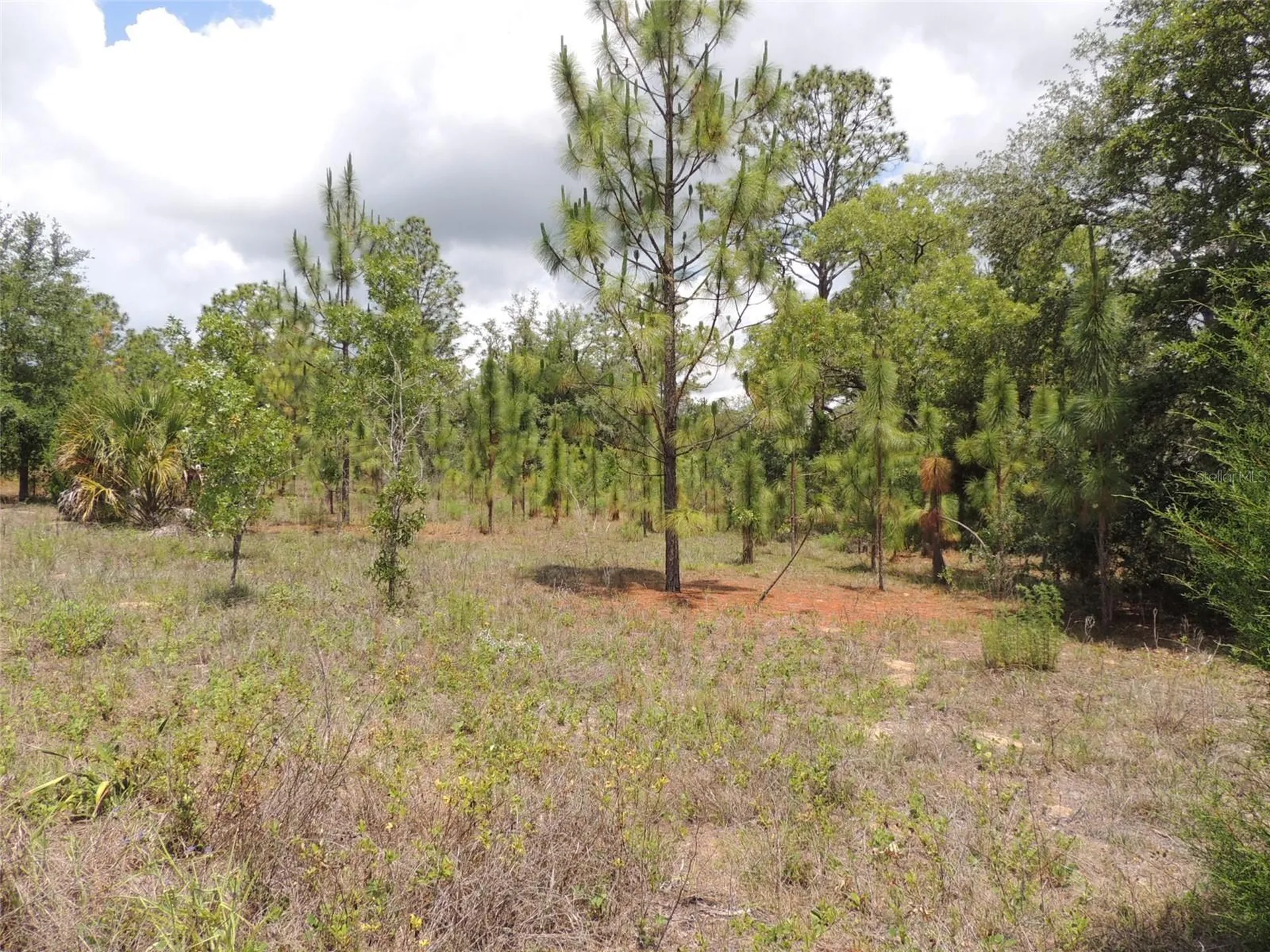 11351 SE 32nd Place Morriston FL 32668