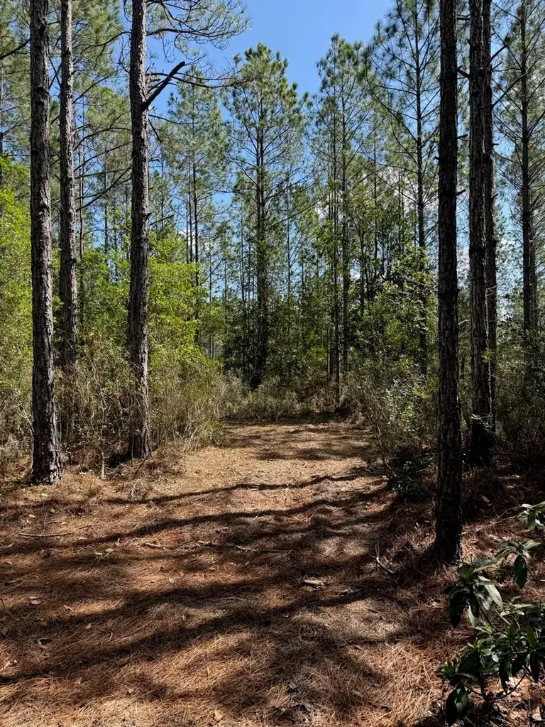 859 Wild Cur Road Pierson FL 32180