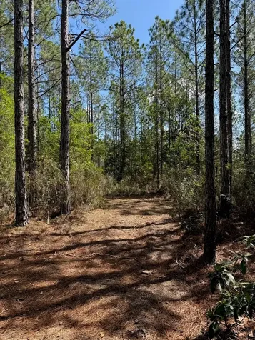 859 Wild Cur Road Pierson FL 32180