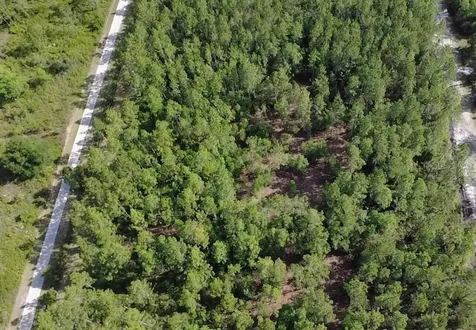 859 Wild Cur Road Pierson FL 32180