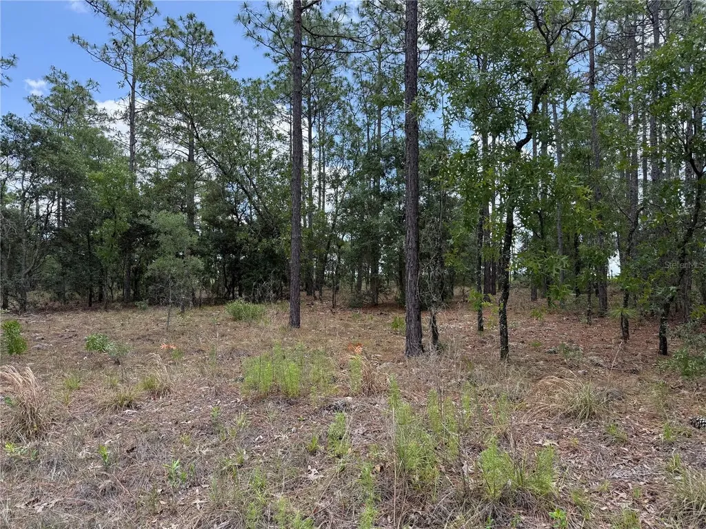 NW Buena Vista Road Dunnellon FL 34431