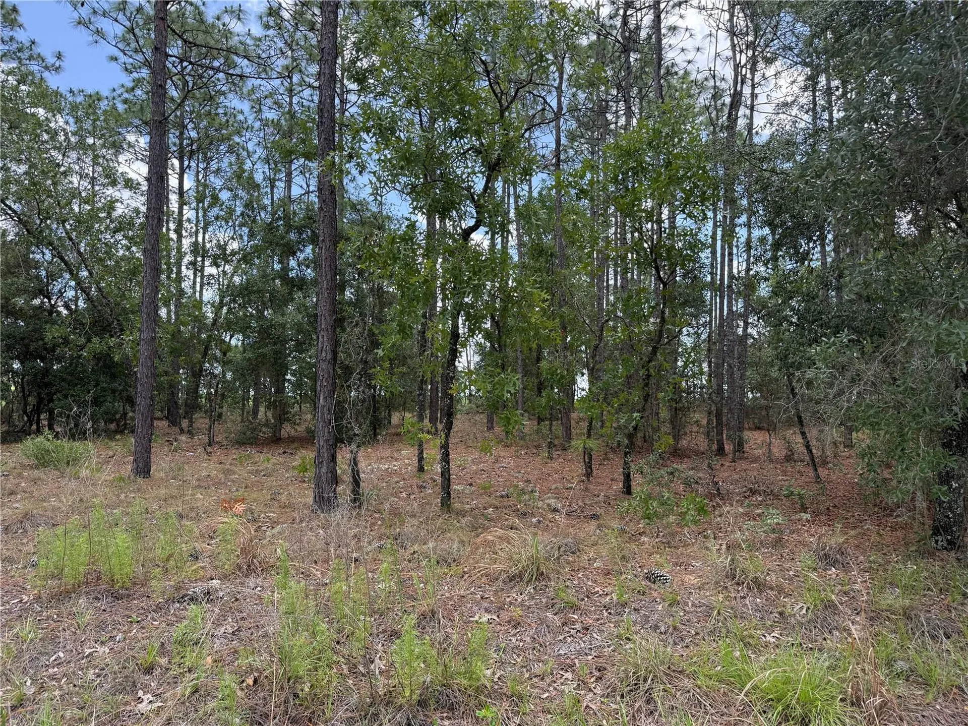 NW Buena Vista Road Dunnellon FL 34431