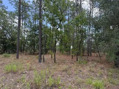 NW Buena Vista Road Dunnellon FL 34431