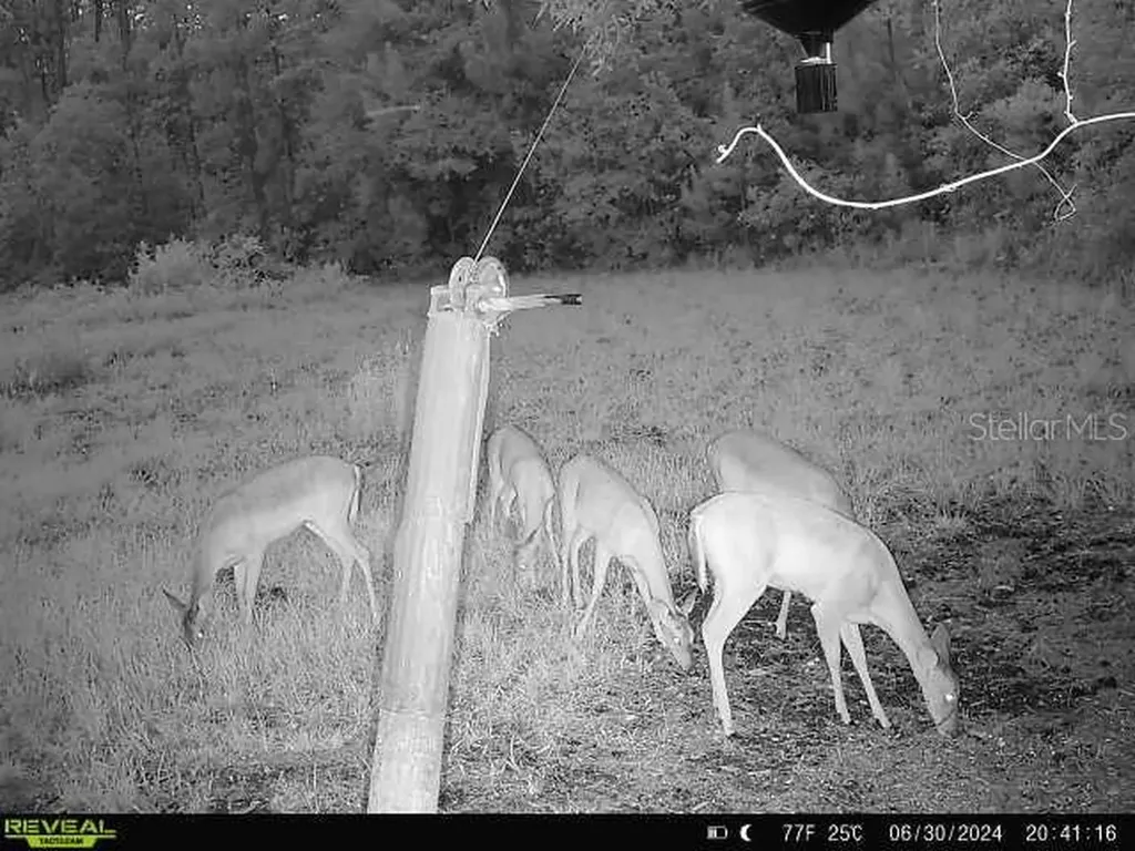 0 SE 464c Highway Ocklawaha FL 32179