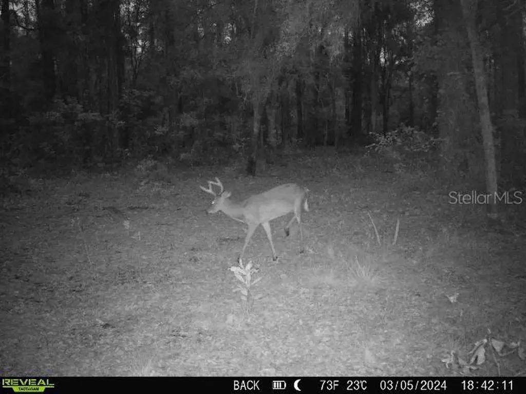 0 SE 464c Highway Ocklawaha FL 32179