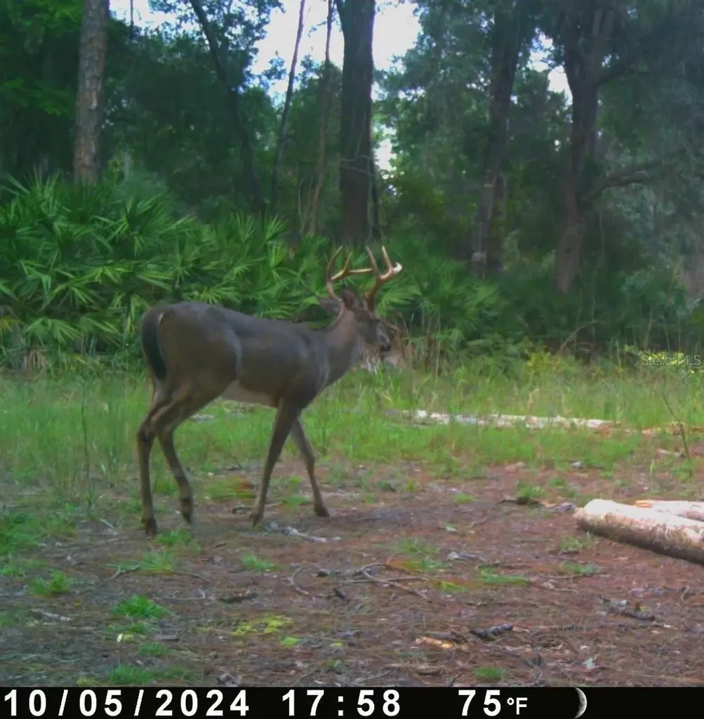 0 SE 464c Highway Ocklawaha FL 32179