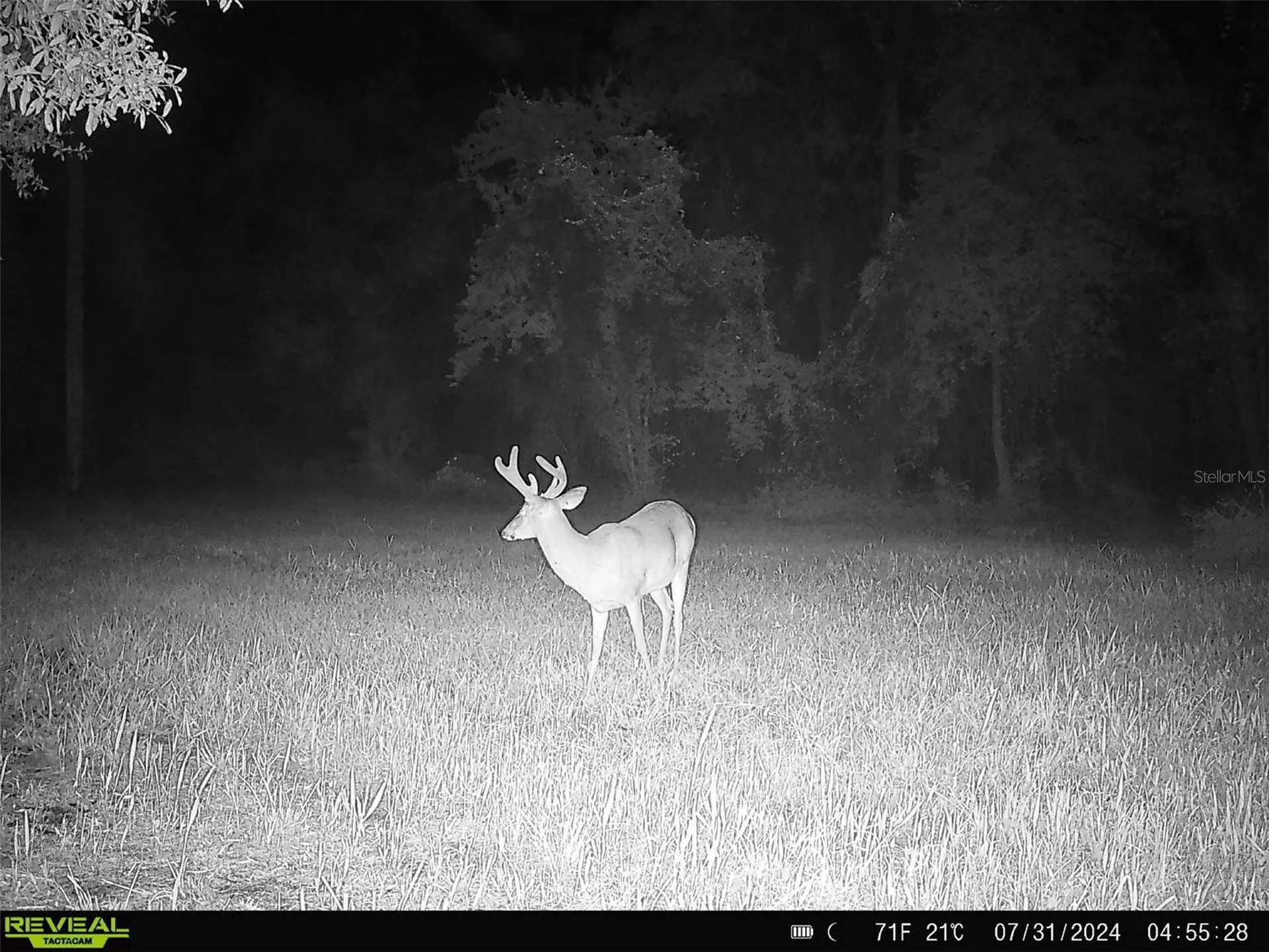 0 SE 464c Highway Ocklawaha FL 32179