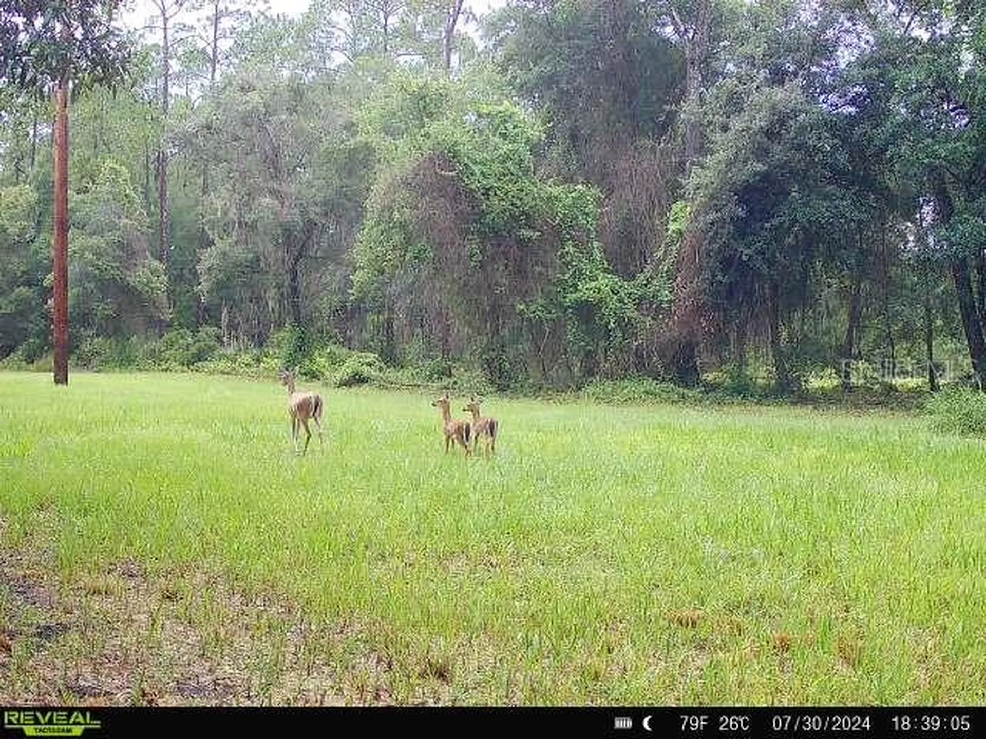 0 SE 464c Highway Ocklawaha FL 32179