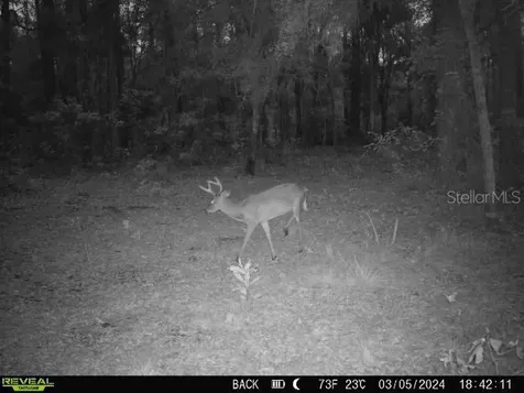 0 SE 464c Highway Ocklawaha FL 32179