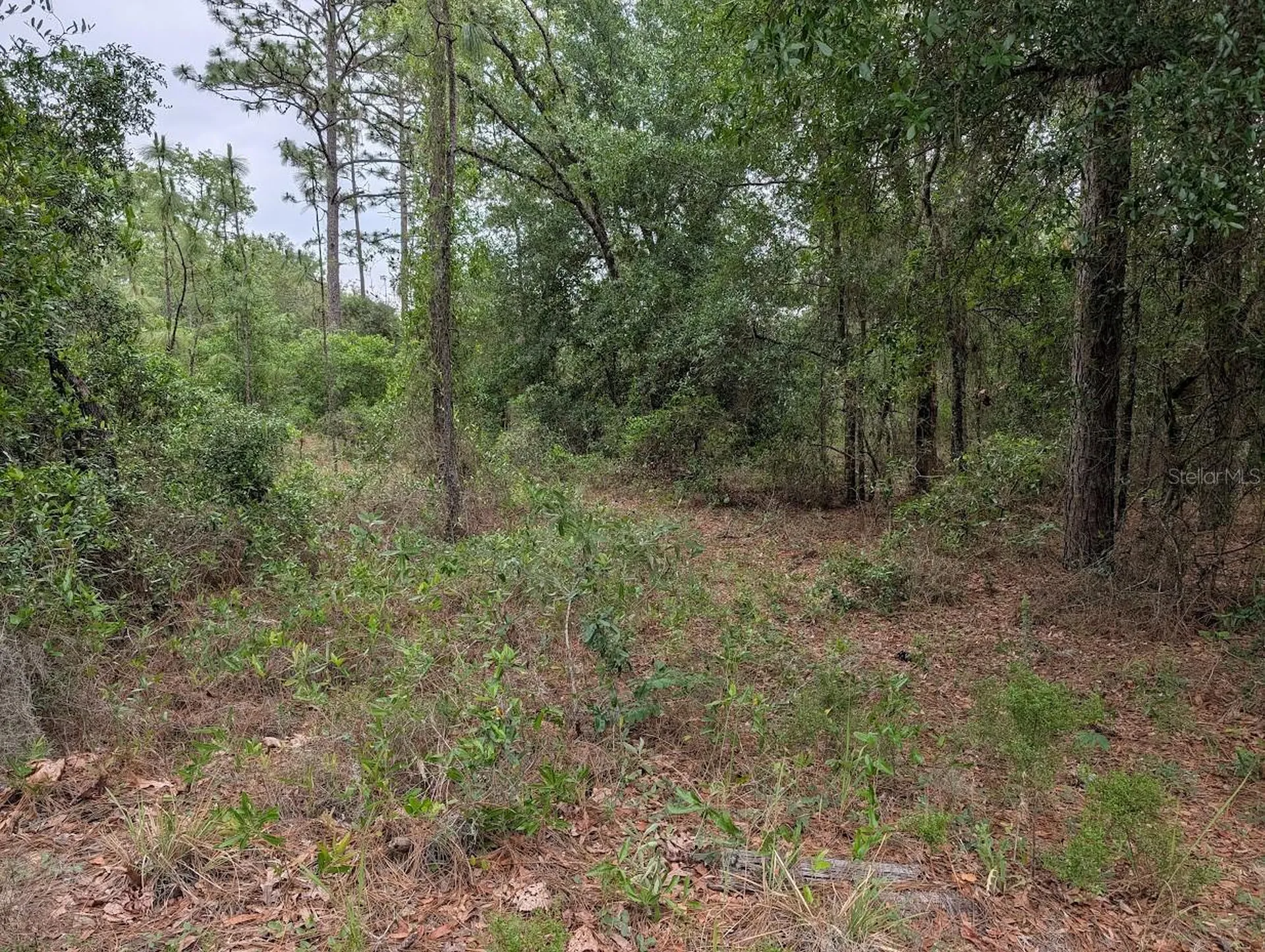 SW Half Moon Drive Dunnellon FL 34431